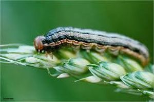 uploads/images/pest/wheat armyworm.jpg